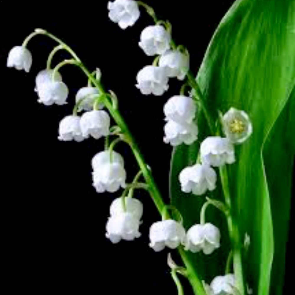 Meet your Posher, Nara